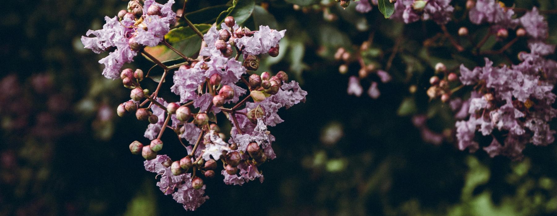 Lifestyle photo of a close up of some flowers